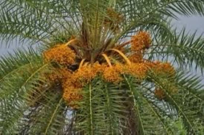 date palm tree  ( khjoor) 2