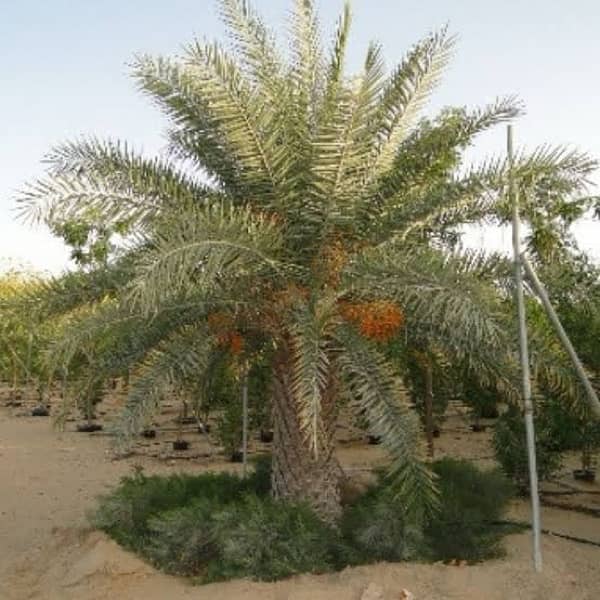 date palm tree  ( khjoor) 3