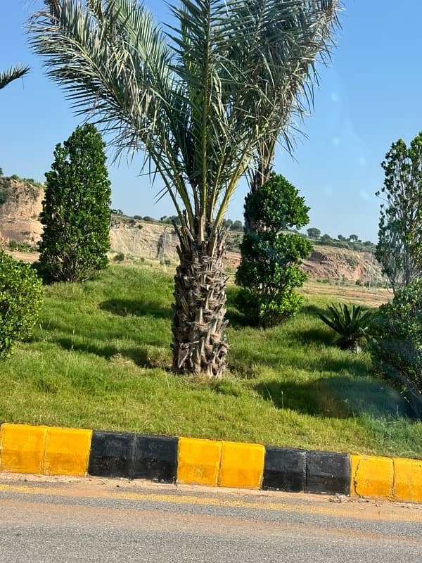 date palm tree  ( khjoor) 5