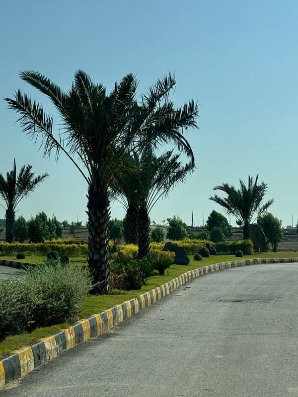 date palm tree  ( khjoor) 7