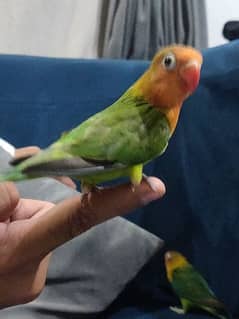 Fully Hand Tame Love Birds