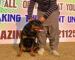 Rottweiler Male