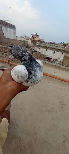 pigeon