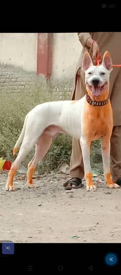 pure kohati gultair male for sale