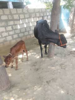 cow for sale jersi breed