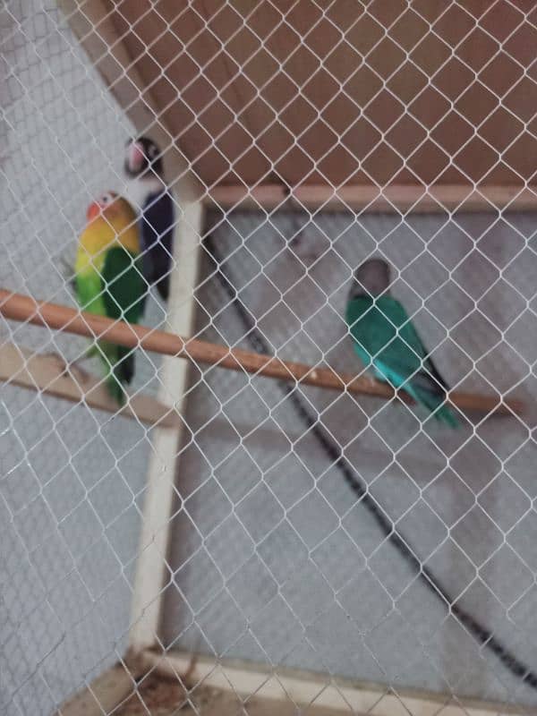 lovebirds pair 1