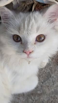 Persian Cat