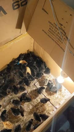 Australorp Chicks | 1 & 2 Months chicks | Australorp Hen | مرغیاں