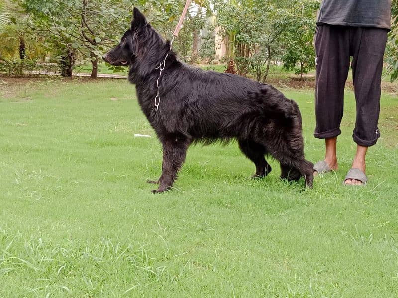 Black German shepherd puppies available for farm house's 2