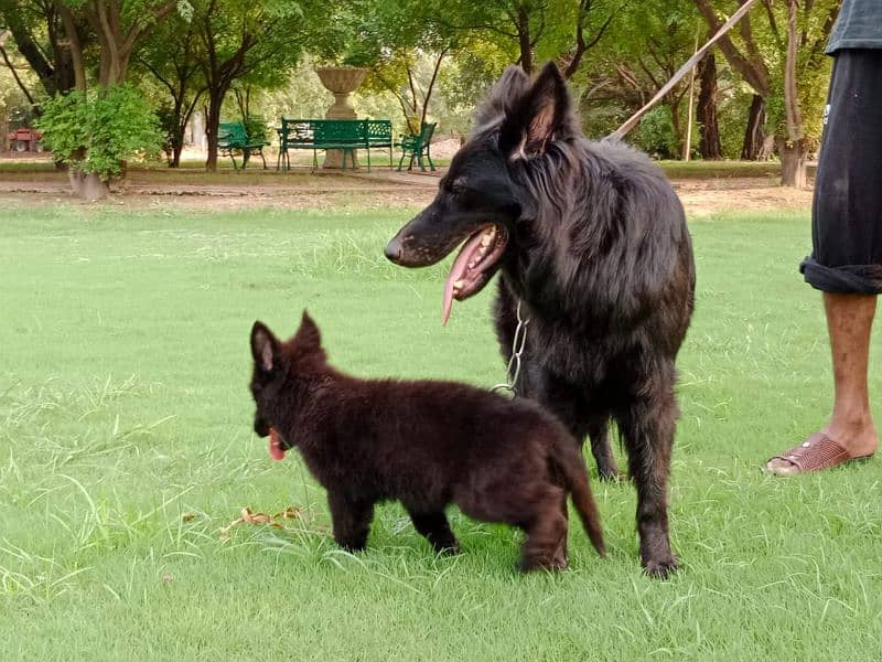 Black German shepherd puppies available for farm house's 5