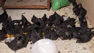 Australorp Chicks | 1 & 2 Months chicks | Australorp Hen | مرغیاں