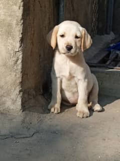 labrador