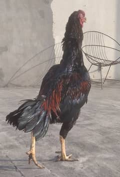 Aseel breeder murgha for sale