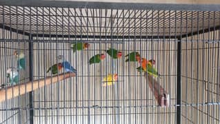 Lovebirds sale Fishers , parblue , bule fisher, uwing