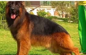 German Shepherd Female Dog For Sale. Call "*+03226643435