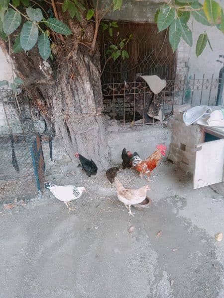 5 Murgian & 1 Murga , khooda for Sale 1