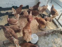 Lohman brown hens for sale healthy and active beautiful hens