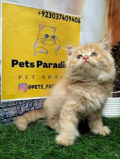 Persian kitten