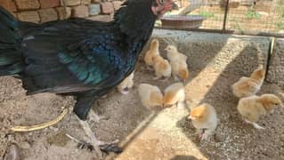 Golden Buff Chicks For Sale