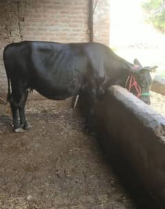 jarsi Cow