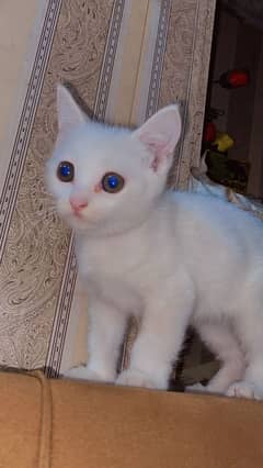 persian cat 3 months 0