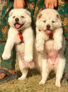 alabai puppies pair full security dogs havey bone for sale