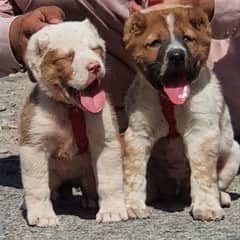 alabai puppies pair full security dogs Harvey bone for sale 0