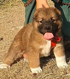 Kurdish Kangal puppy male full security dogs havey bone for sale 0