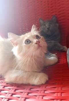 persion kitten pair |light  Brown and black  kitten pair for sale