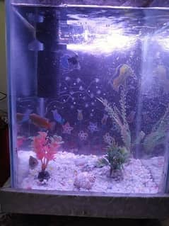 Beautiful Aquarium small size for sale