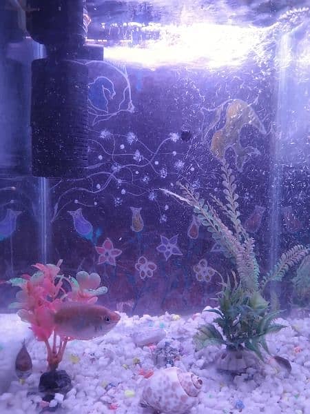 Beautiful Aquarium small size for sale 2