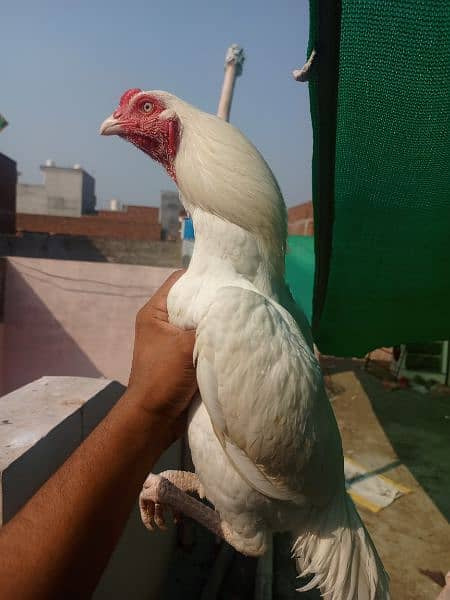 White paper heera / aseel pair /pure aseel hen/ high Quality heera 0