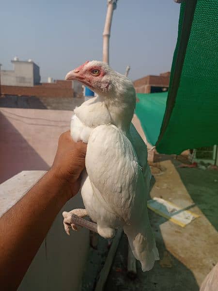 White paper heera / aseel pair /pure aseel hen/ high Quality heera 3