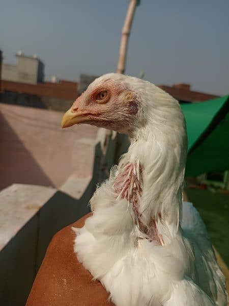 White paper heera / aseel pair /pure aseel hen/ high Quality heera 4