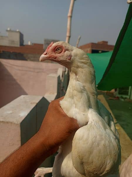 White paper heera / aseel pair /pure aseel hen/ high Quality heera 5