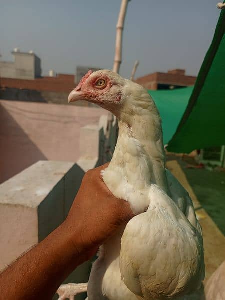 White paper heera / aseel pair /pure aseel hen/ high Quality heera 6