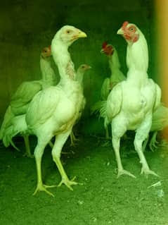 White paper heera / aseel pair /pure aseel hen/ high Quality heera