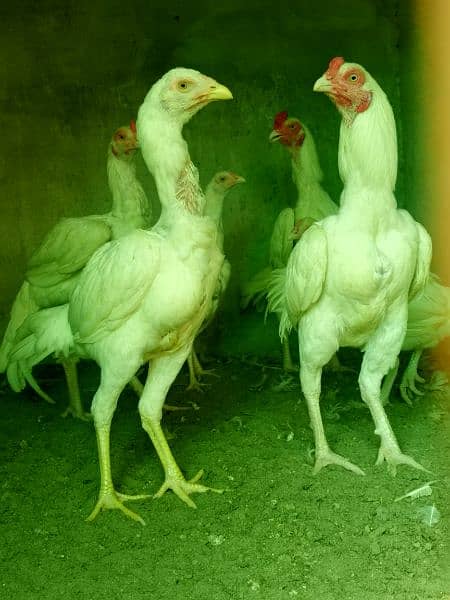 White paper heera / aseel pair /pure aseel hen/ high Quality heera 8