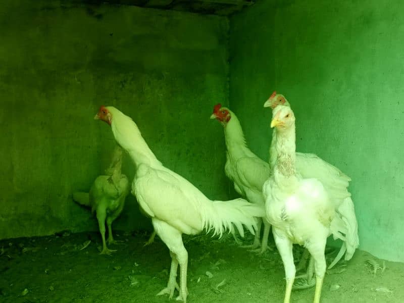 White paper heera / aseel pair /pure aseel hen/ high Quality heera 9