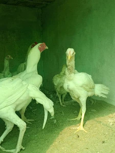 White paper heera / aseel pair /pure aseel hen/ high Quality heera 10