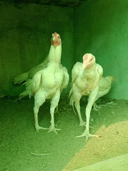 White paper heera / aseel pair /pure aseel hen/ high Quality heera 11