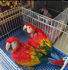 Red macaw parrot 03262134833