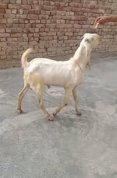 Goat / Bakra / Healthy Goats / Desi /  / Bkary / White Goats for sale