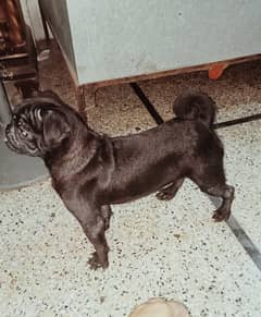 Pug Male for Sale (0323-4257758)