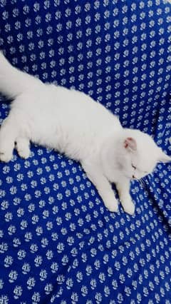 white Persian cat