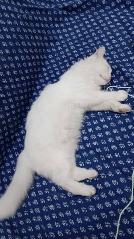 white Persian cat 1