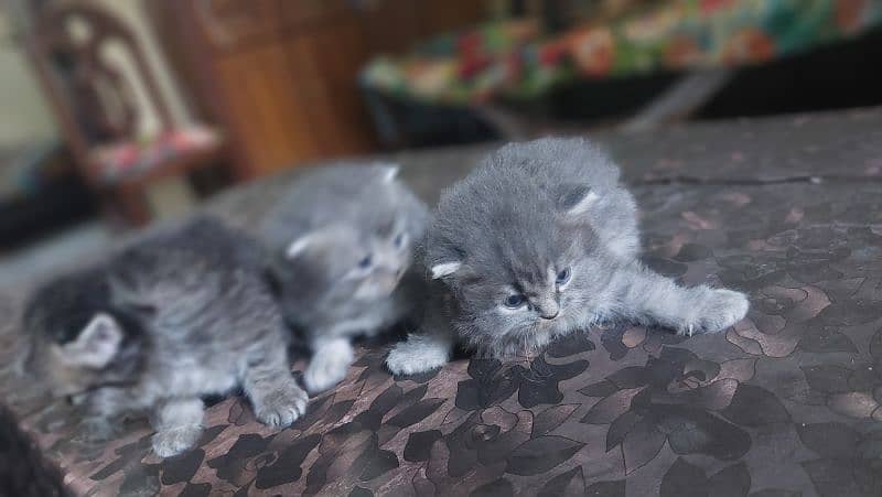 persian pair for sale 7