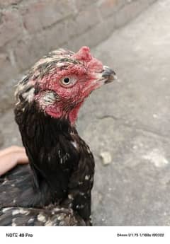 Aseel hen for sale only call me 03004927357