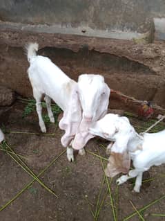 Golabi goat kids pair for sale