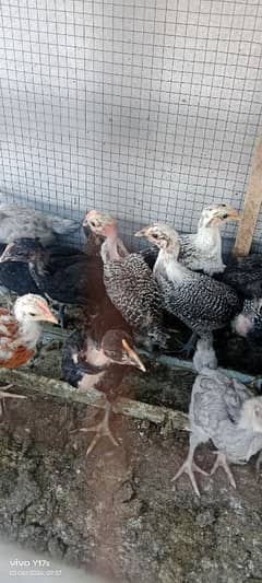 pure misri  chicks available 03129929924